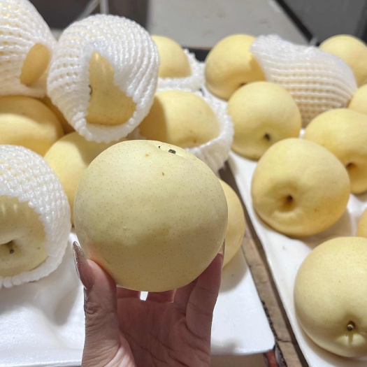 赵县皇冠梨