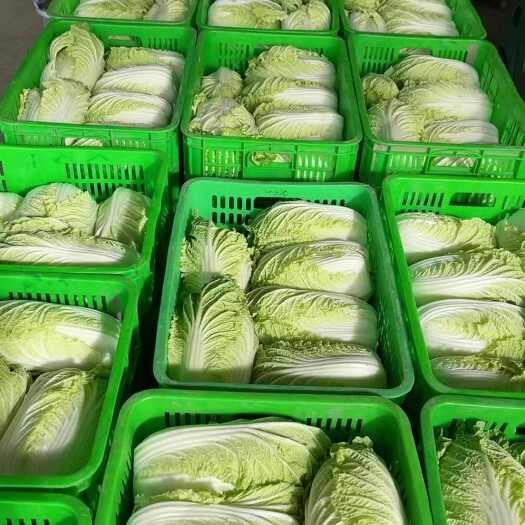海安市大白菜，正宗黄心
