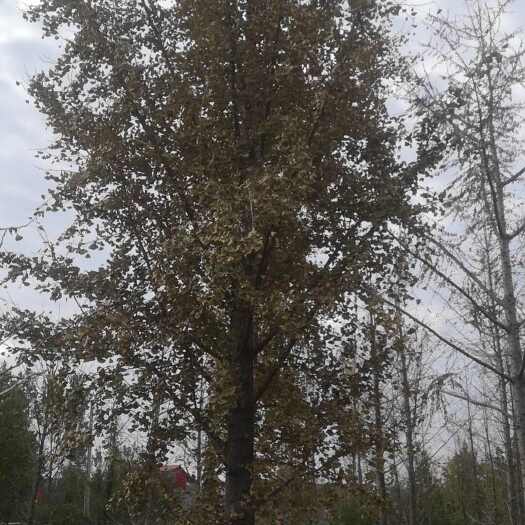 郯城县34公分银杏树基地批发价格