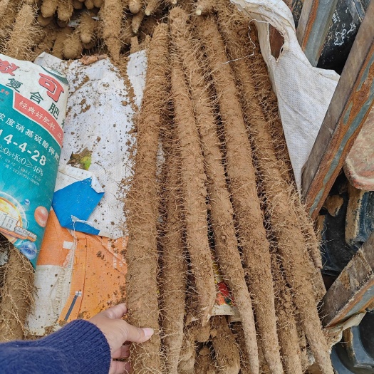 内黄县内黄山药基地大量上市了，可批发市场/电商/超市