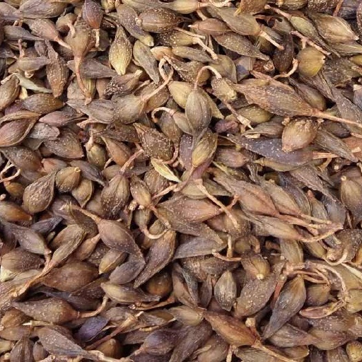 长治水煮货，青翘
