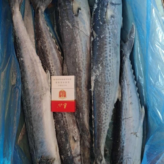 莒县春鲅鱼