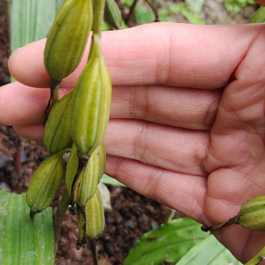 山阳县毛慈菇果夹