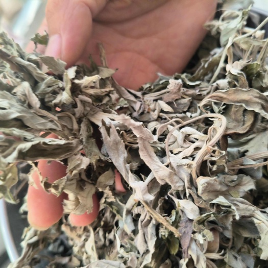 洛南县陕西秦岭艾叶