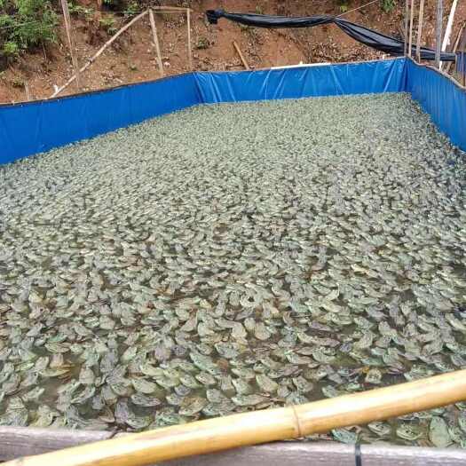 株洲牛蛙