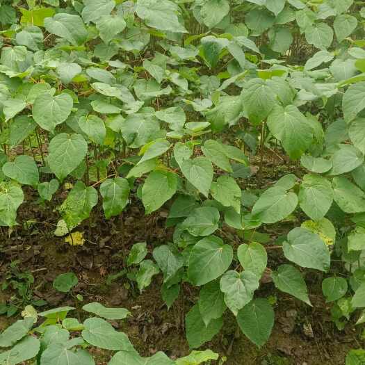 宁强县山桐子苗，苗子粗壮，根系发达，无干尖，无病虫害，无烂根。