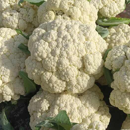 巨野县菜花