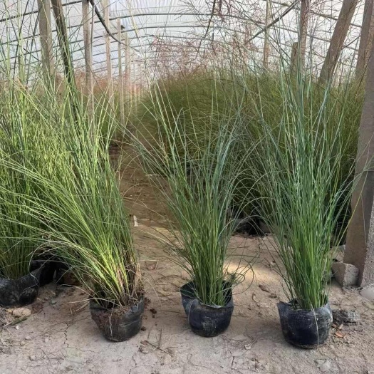 青州市细叶芒草种植 细叶芒盆栽苗批发 多年生细叶芒草基地