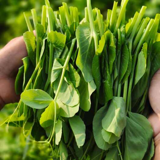 仁怀市露天种植豌豆尖批发