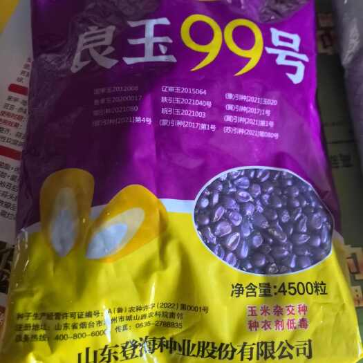 杞县玉米种子