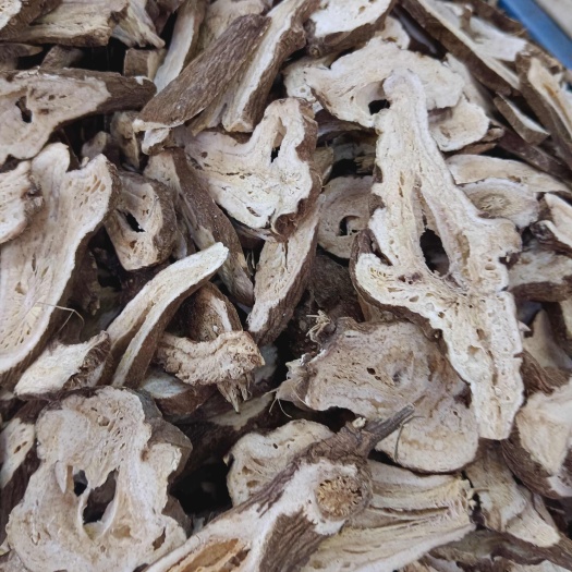 成都白术