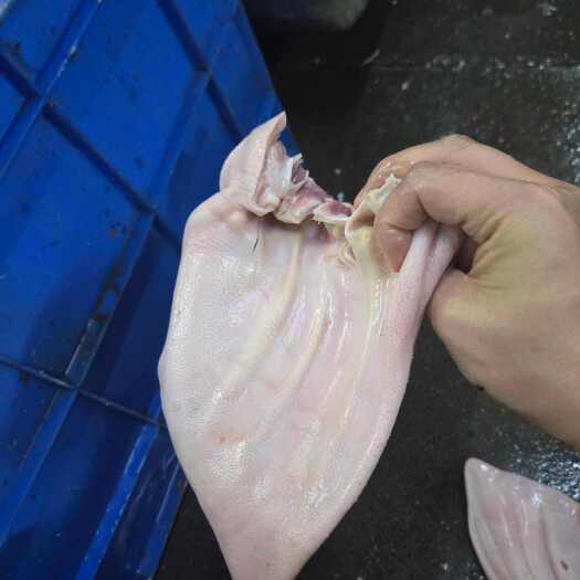 广东省东莞市新鲜猪耳朵 精选优质来源 食品安全许可证保障