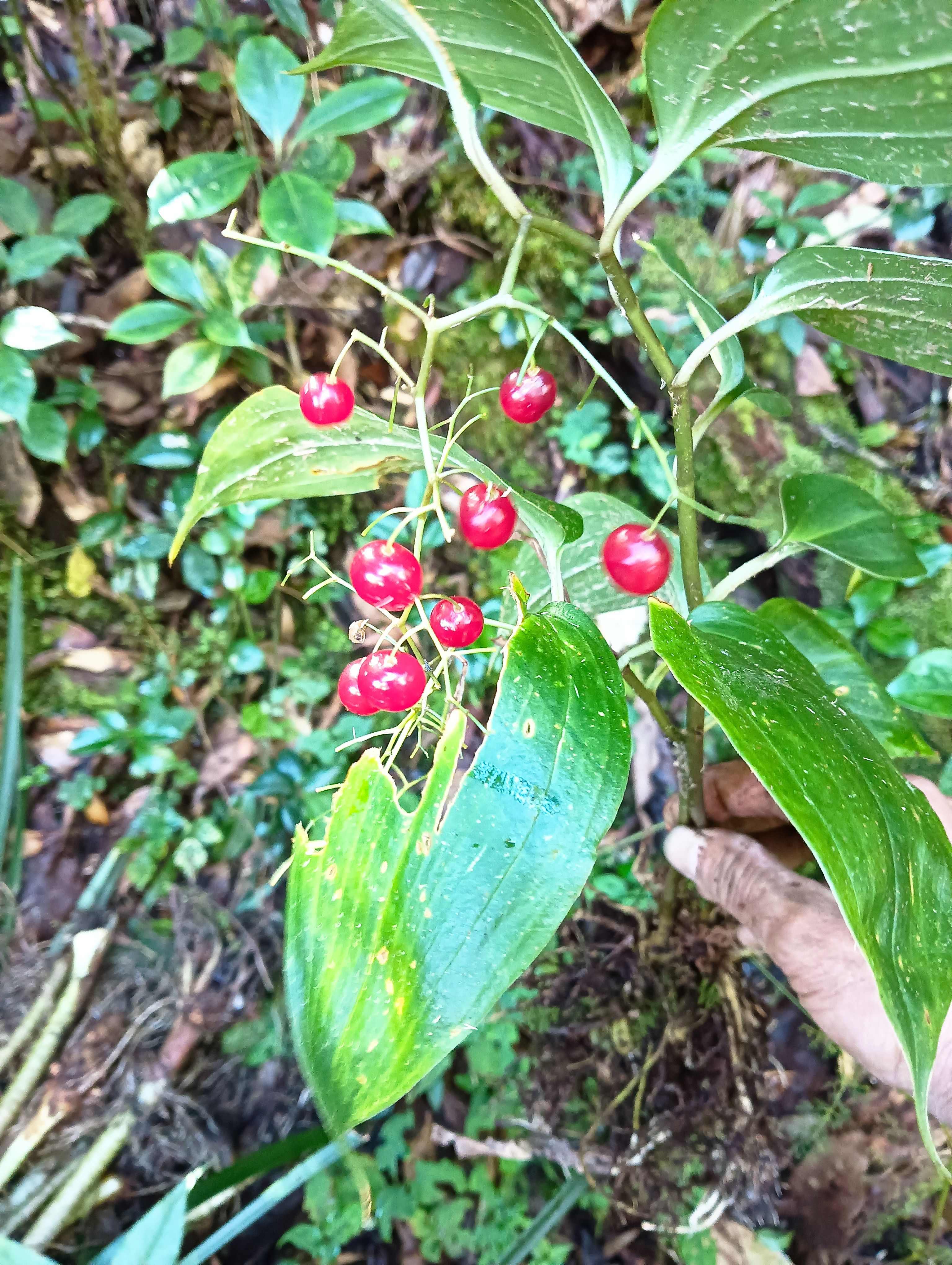 云南中药材鹿药、盘龙七、山糜子、九层楼根