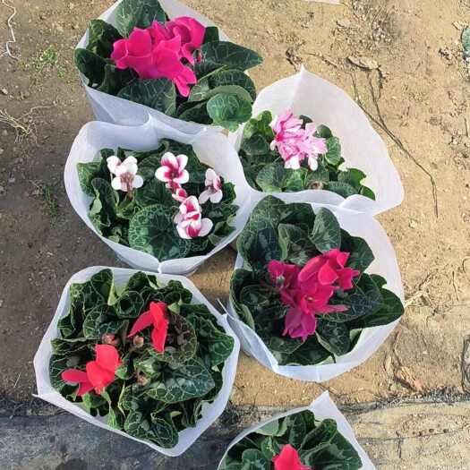 青州市仙客来盆栽批发   花色多 量大