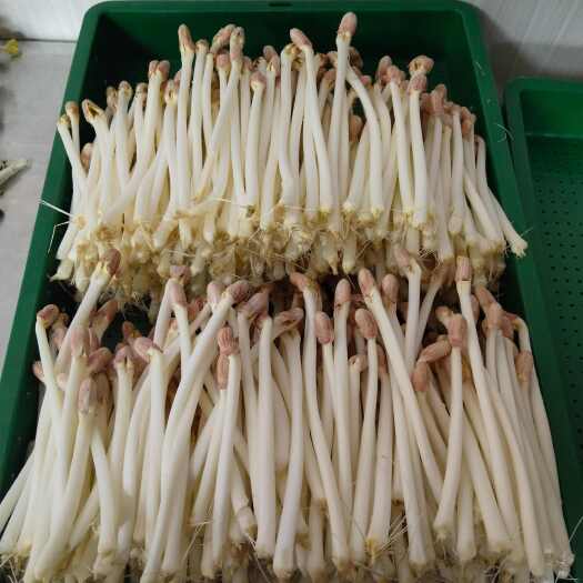 乐平市健康花生芽`苗菜