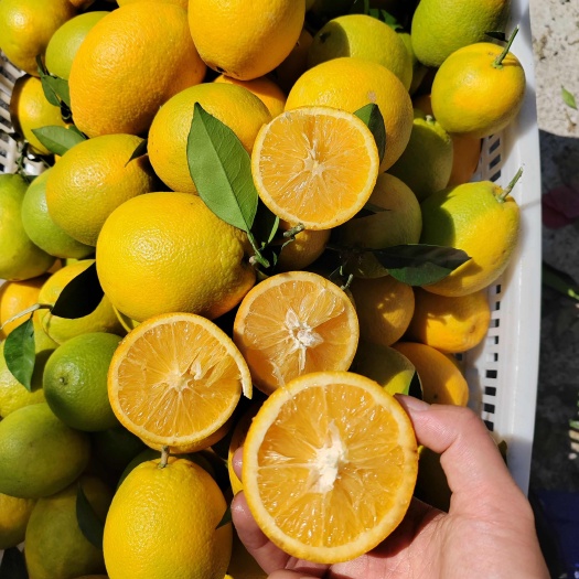 罗甸县罗甸蜂蜜橙