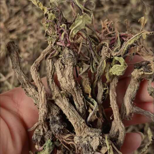 确山县【药食同源】散装公英根，当年新货，原生原色，人工甄选