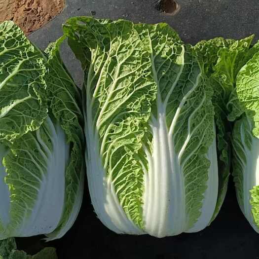 新鲜矮白菜来自山东潍坊青州品质叶菜现摘现发蔬菜批发零售