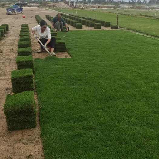 东莞市东莞草马尼拉大叶油草兰引三号