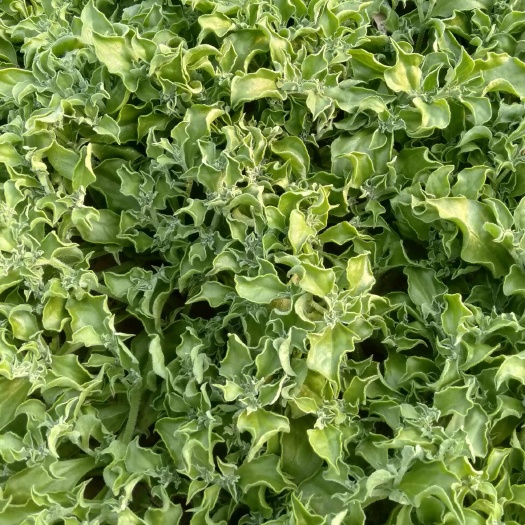 淄博冰菜。种苗菜都有。需要可以预定。代购各类特菜。