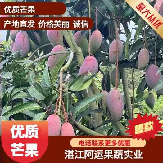 雷州市广东湛江 “覃斗芒果 ”大批量上市！