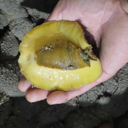 福安市石磺 土鲍 海赖子 土海参