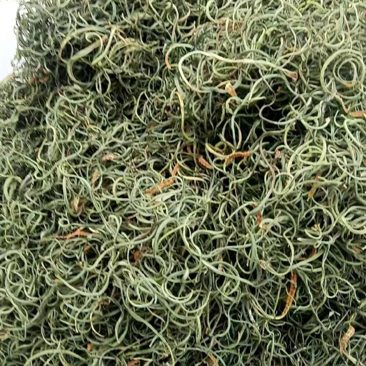 亳州小叶化石草 正品小叶化石草 老挝化石草