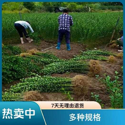 阳朔县枳壳苗，适应性广，嫁接占木