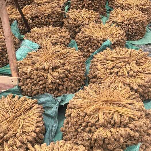 岷县精品长条当归
