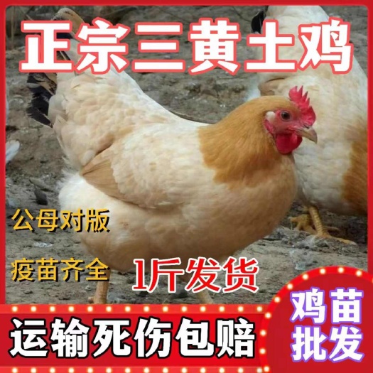 桃江县三黄鸡苗 货到满意后付款 诚信商家 包防疫包运输 满千送百