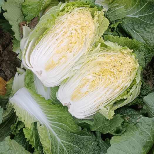 郯城县白菜
