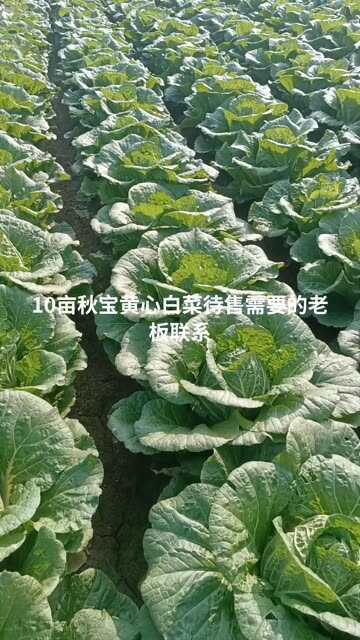 大名县白菜