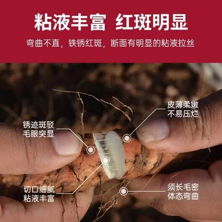 河南焦作市温县垆土铁棍山药正宗怀山药淮山批发产地直供原产地