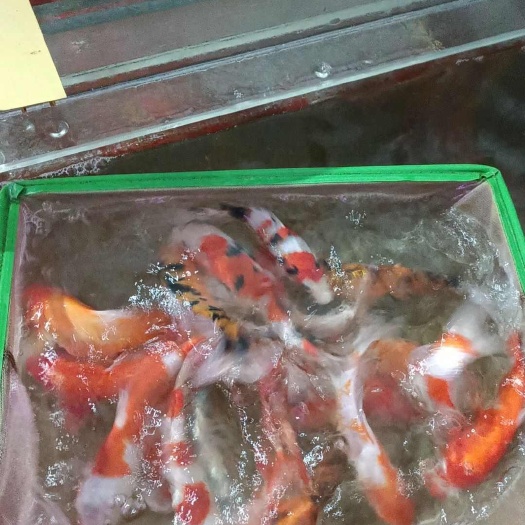 天津花锦鲤观赏鱼品质优良批发零售可供社区团购。欢迎来撩。