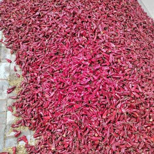 忻州北京红干椒带把，去吧，花皮