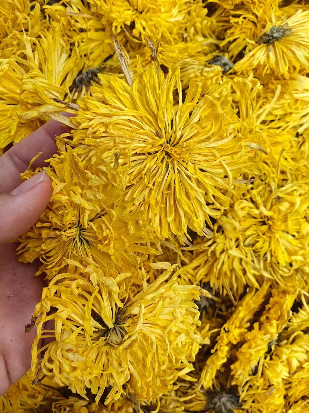 亳州金丝皇菊   菊花 黄菊一朵一杯散装花茶 无硫干货