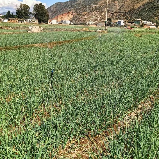 永胜县红根蒜苗