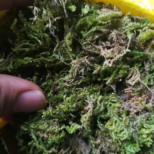 溆浦县干苔藓