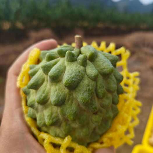 钦州3-5两，不花、微花、小花