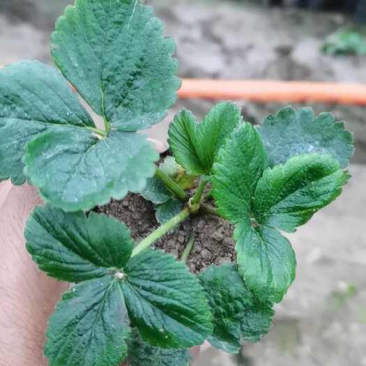 沭阳县宁玉黑杯苗联盟二号黑杯苗