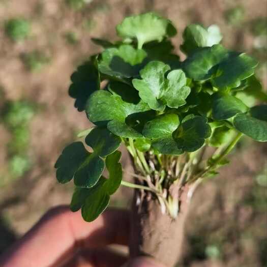 猫爪草产地直达  价格优惠