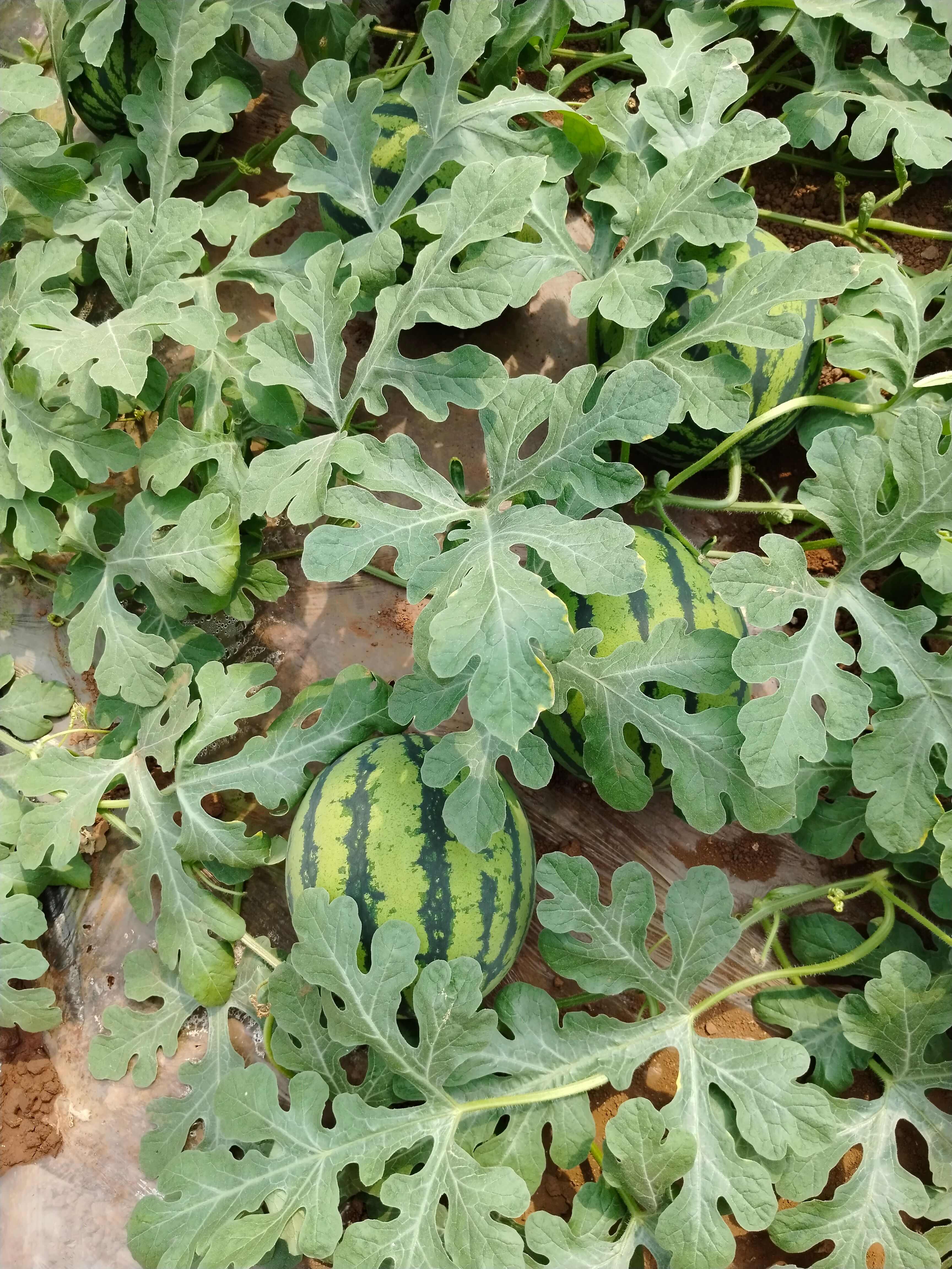 大棚优质甜王西瓜，甜瓜，菜花等瓜果蔬菜农副产品