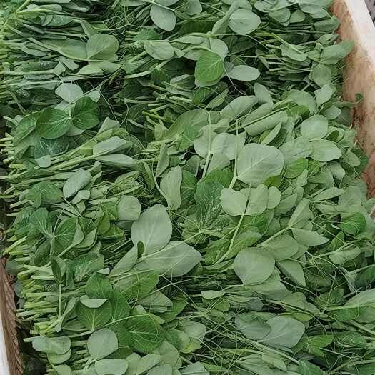 平塘县豌豆尖1.8.茼蒿1.5