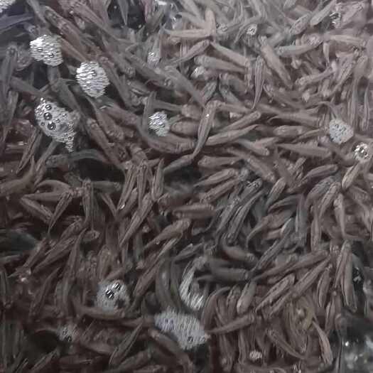 扬州加州鲈鱼苗循环水工厂[扬州]