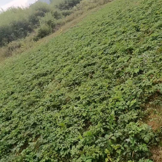 白花前胡 中药材根茎 石阡县原产地直发  贵州铜仁特产