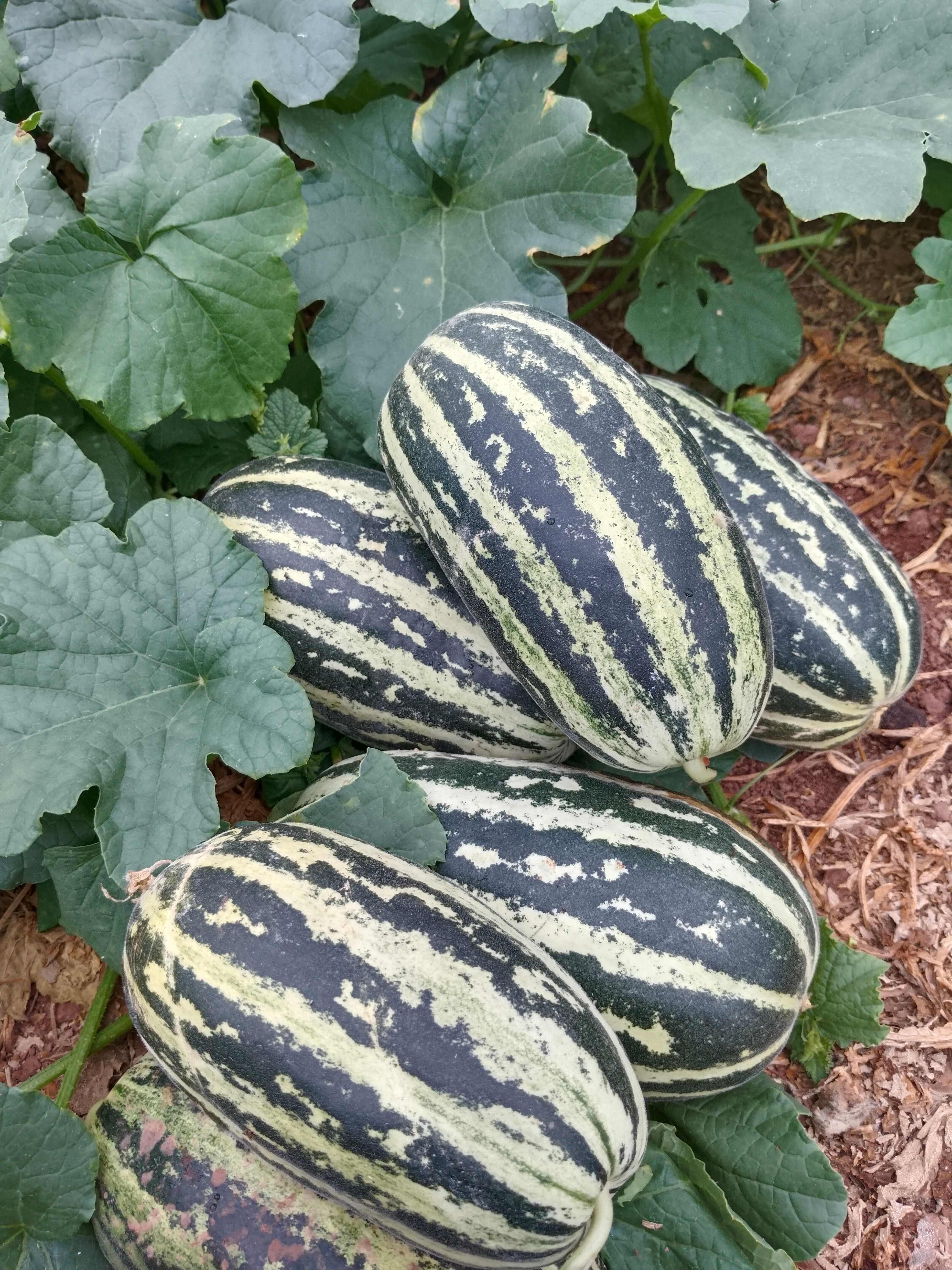 大棚优质甜王西瓜，甜瓜，菜花等瓜果蔬菜农副产品