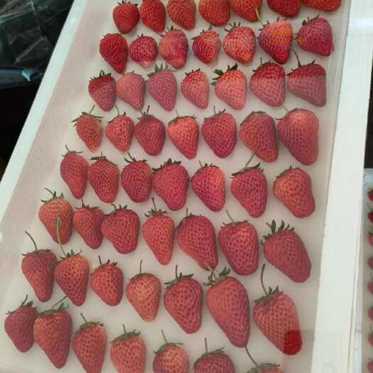 固镇县精品红颜草莓大量供应，详情咨询