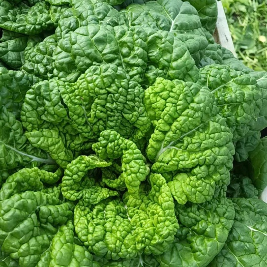 精品黄心菜各种蔬菜基地直发