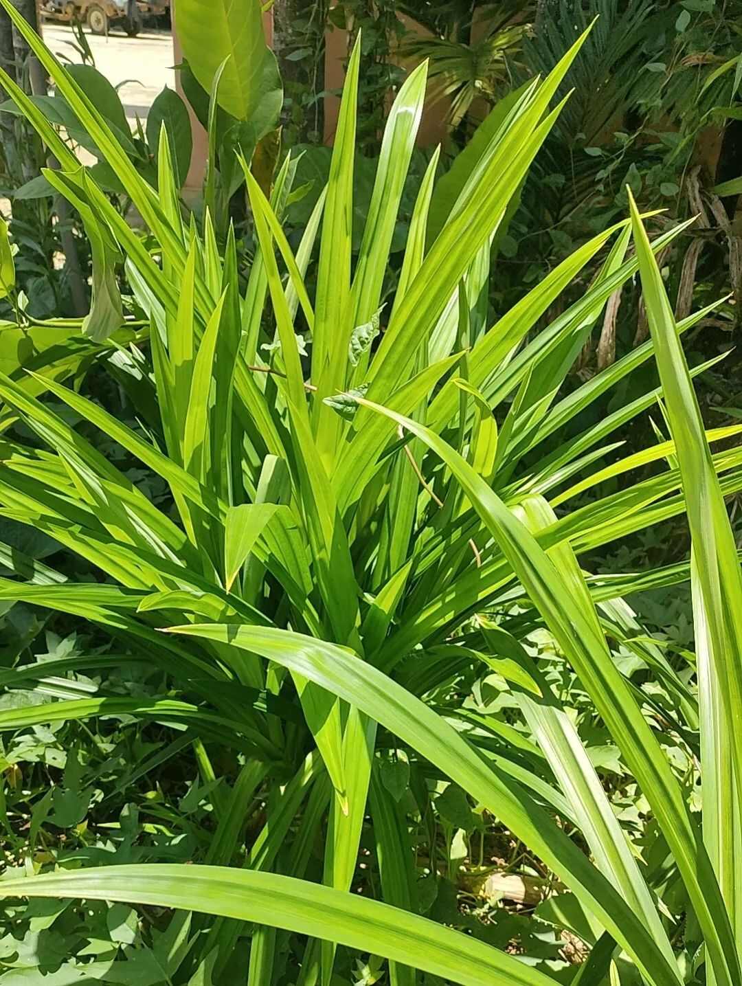 文昌市斑斓（香露兜叶）最原始的食材添加剂