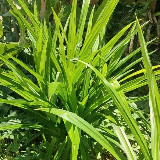 文昌市斑斓（香露兜叶）最原始的食材添加剂